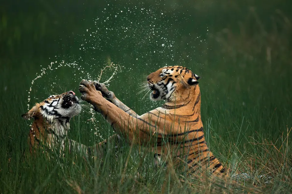 Tadoba