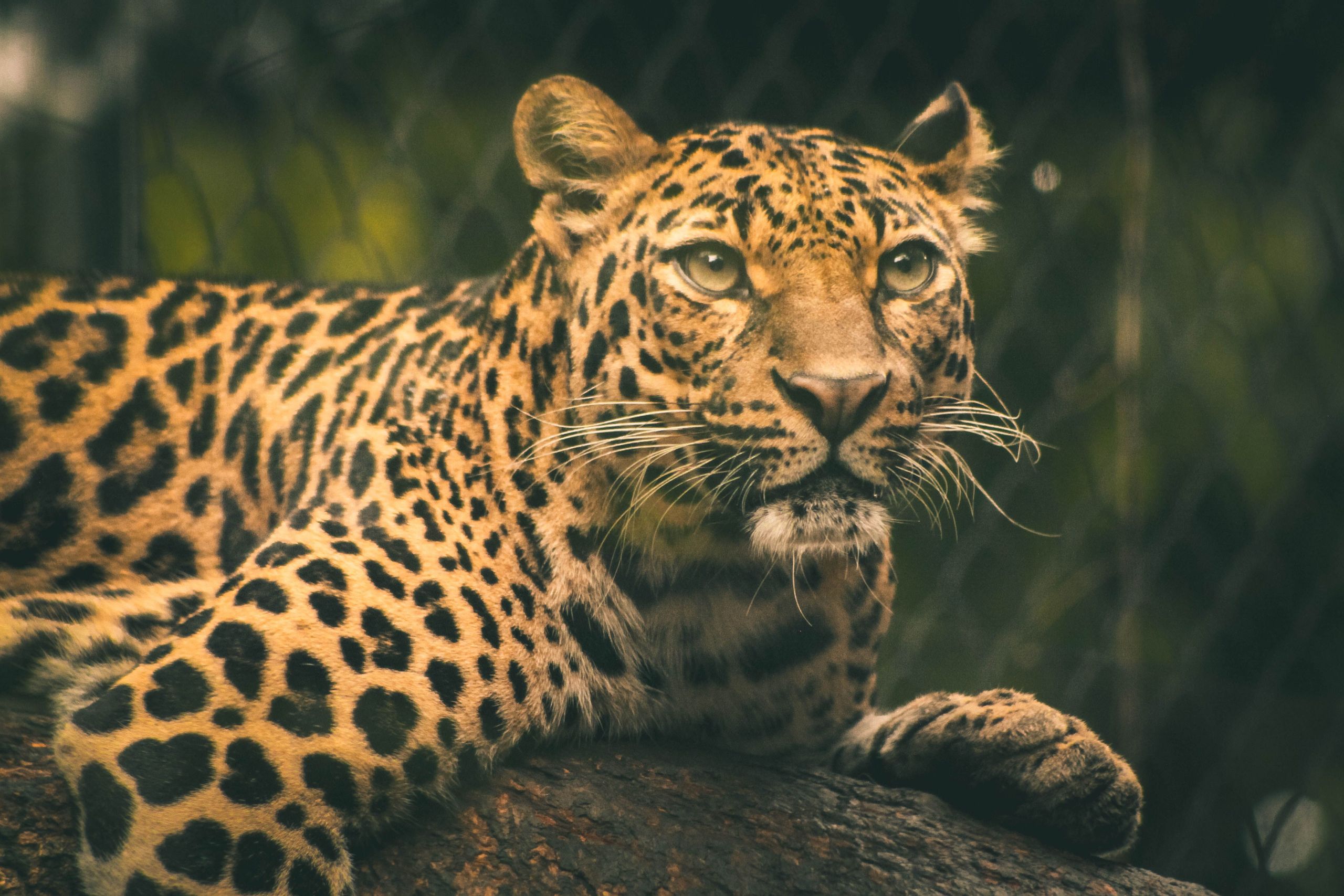 pench